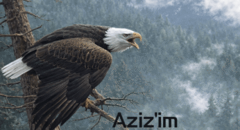 Aziz’im Şiiri – İbrahim Sevindik