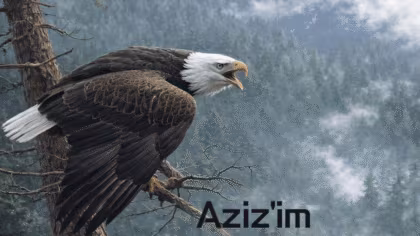 Aziz’im Şiiri – İbrahim Sevindik